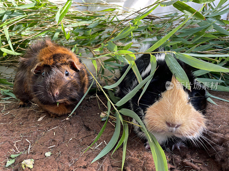 两只雌性短毛阿比西尼亚豚鼠(Cavia porcellus)的图像，豚鼠在室内围栏里吃着绿色的草叶，聚焦前景